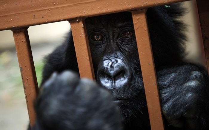 Ánh mắt tuyệt vọng của con khỉ đột núi mồ côi tại Công viên quốc gia Virunga.